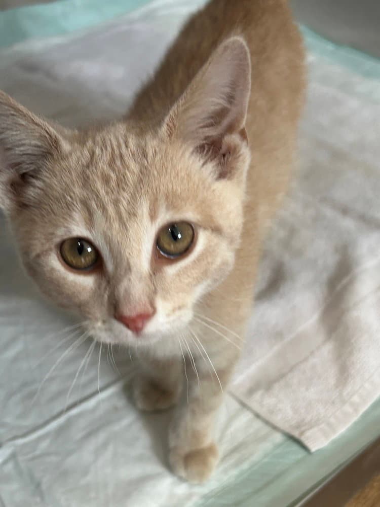 Elio - Domestic Short Hair