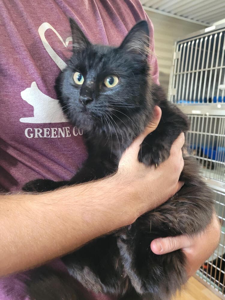 Sarabeth - Domestic Long Hair