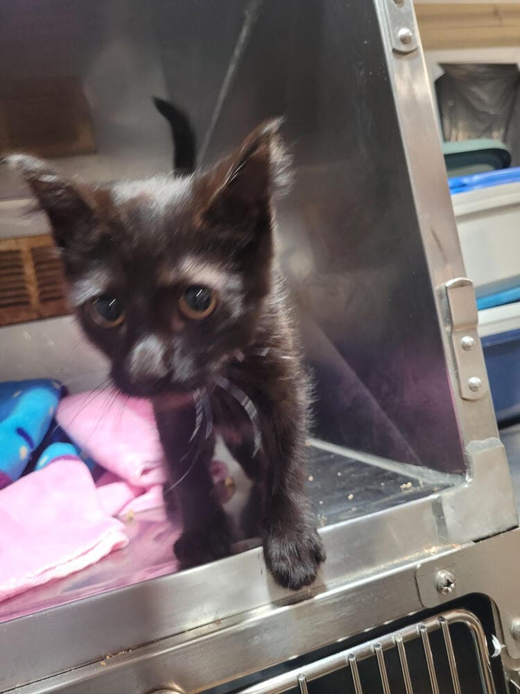 Preston - Domestic Short Hair