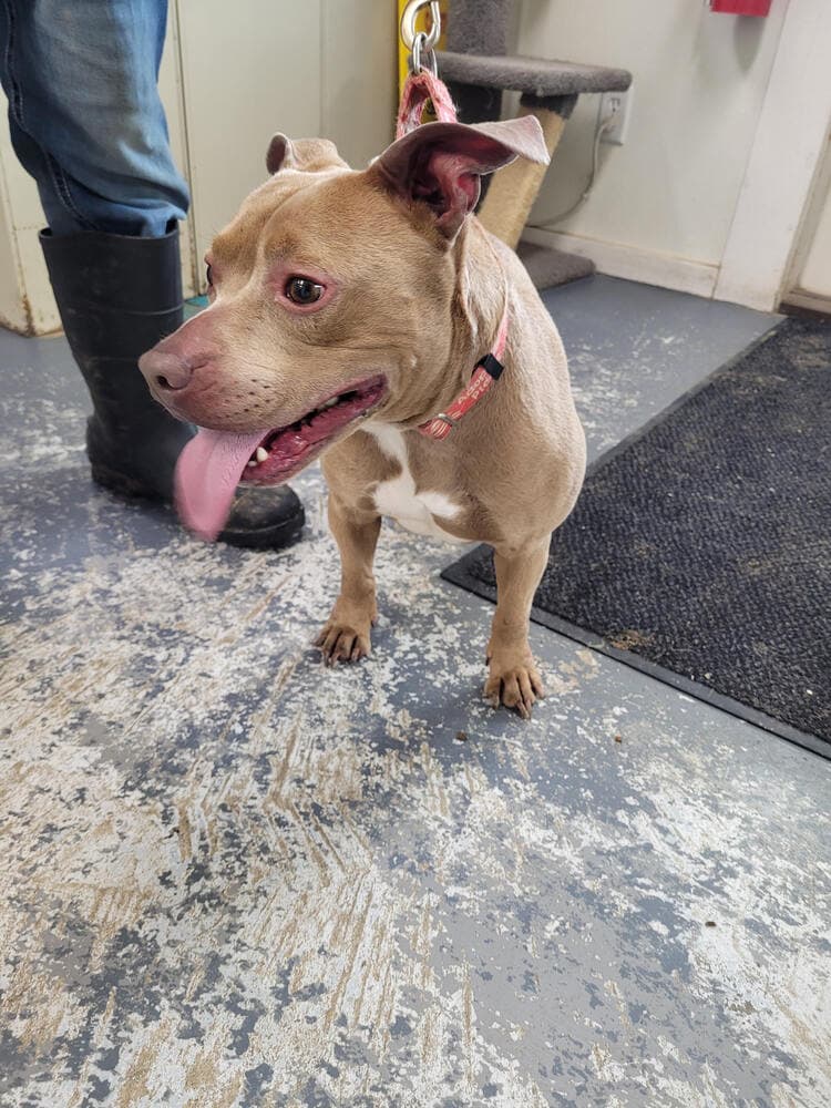 Tank - Pit Bull Terrier