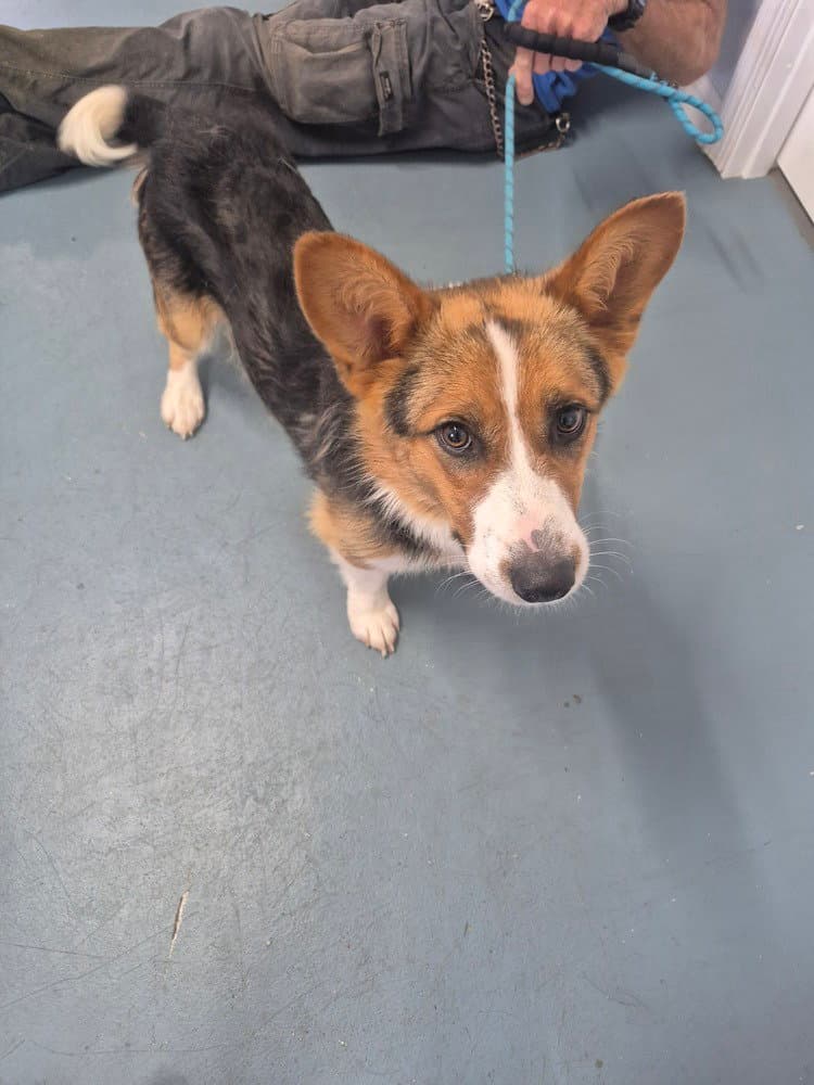 Fred - Corgi