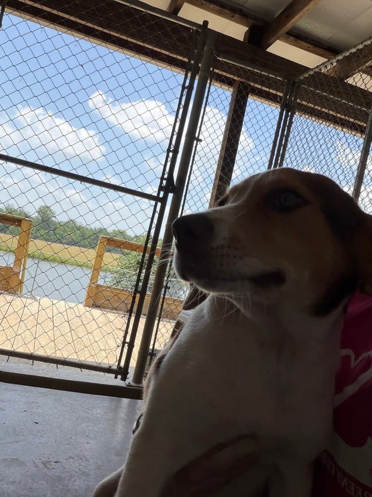 Mabel - Hound