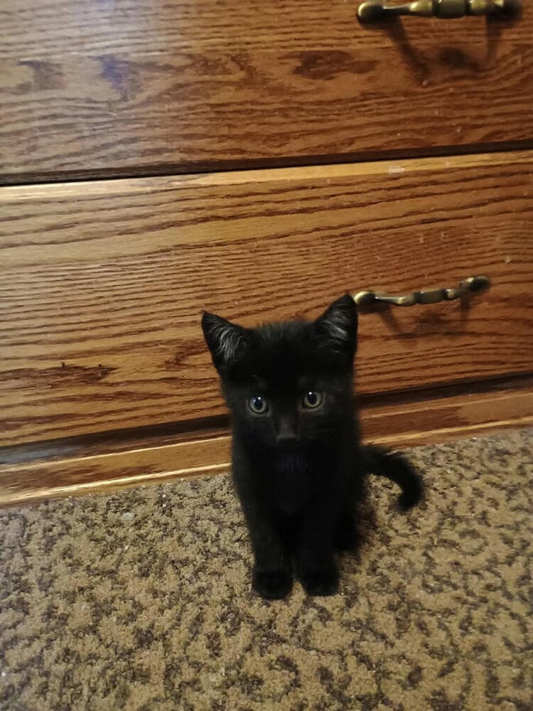 Cookie - Domestic Short Hair
