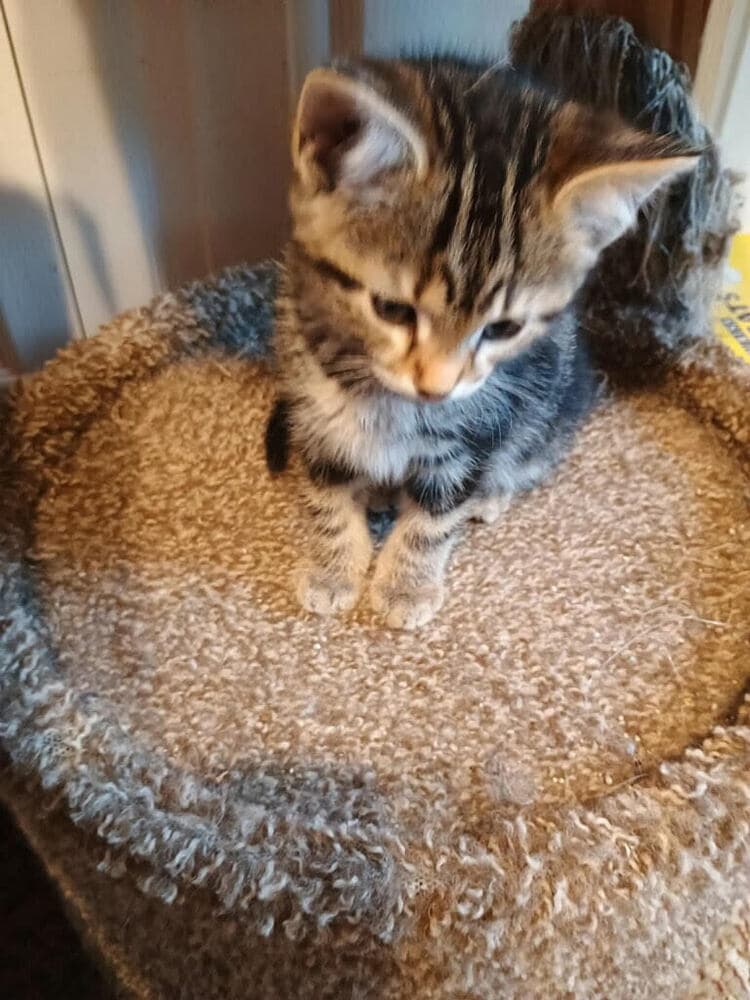 Biscuit - Domestic Short Hair