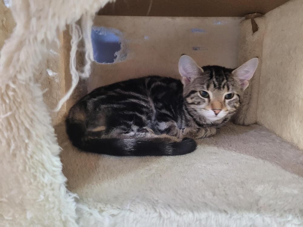 Biscuit - Domestic Short Hair