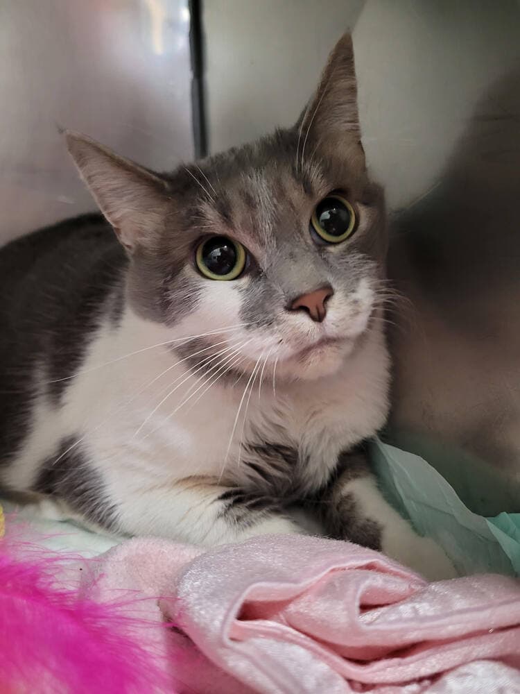 Princess - Domestic Short Hair