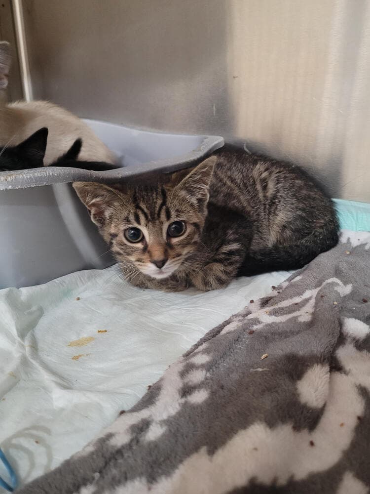 Beckett - Domestic Short Hair