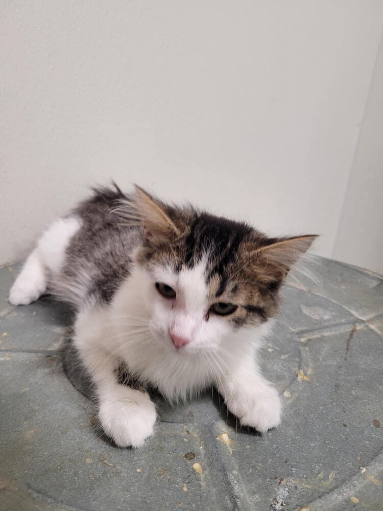 Louann - Domestic Medium Hair