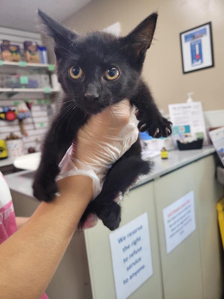 Chan - Domestic Short Hair