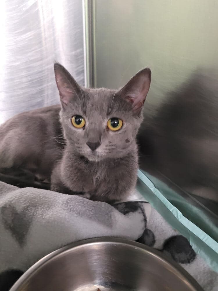 Moonlight - Domestic Short Hair