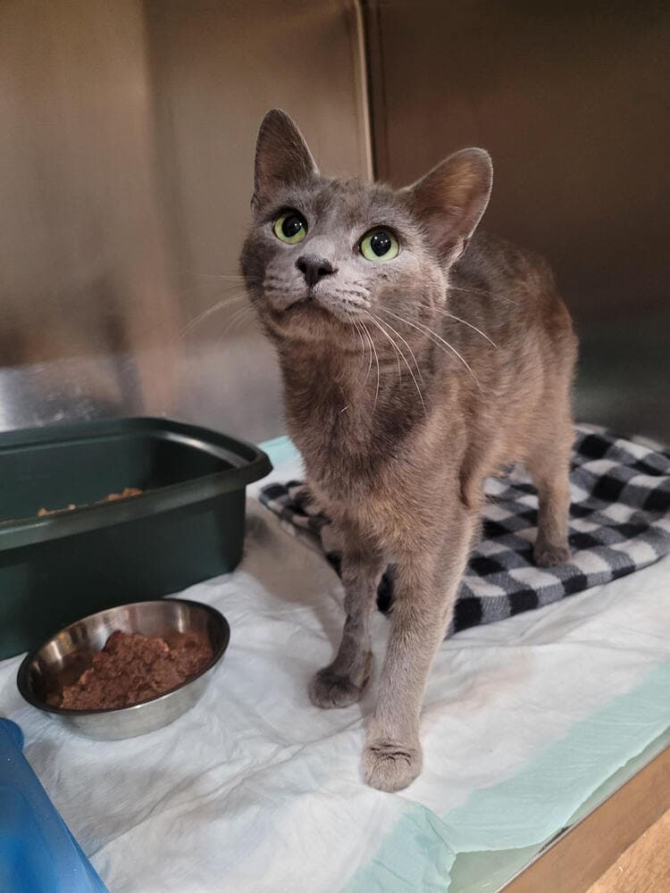 Carmichael - Domestic Short Hair