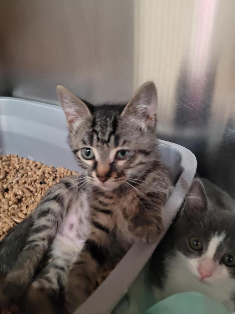 Aang - Domestic Short Hair