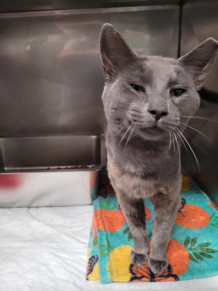Cosmo - Domestic Short Hair