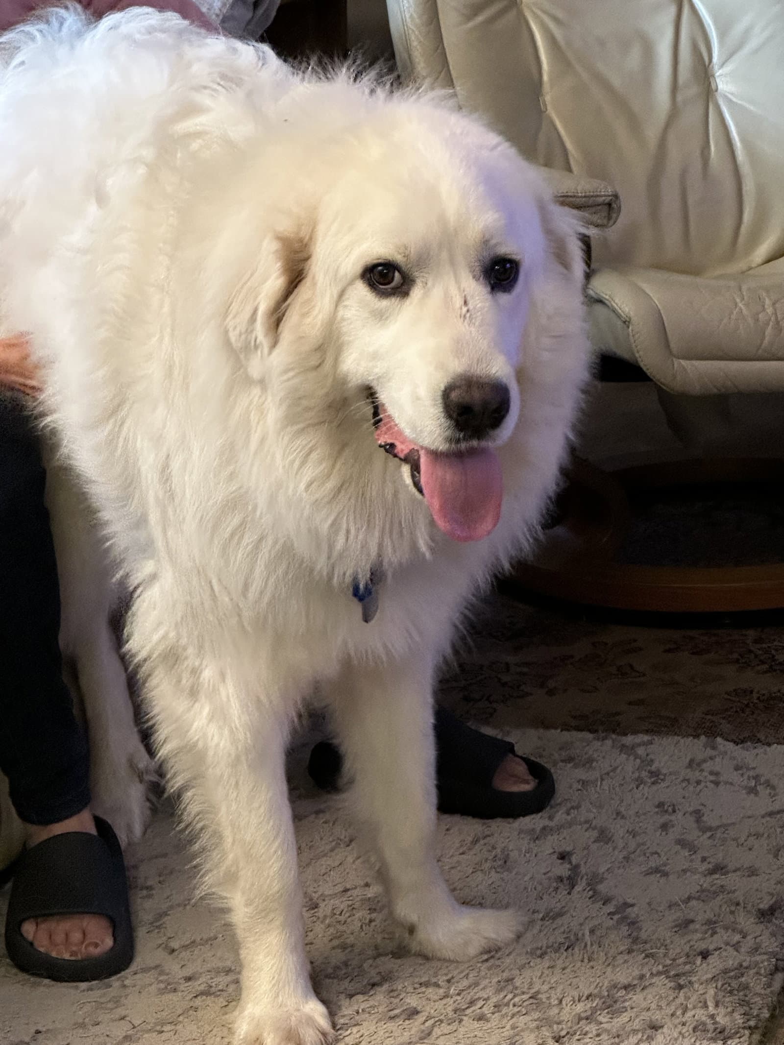 Texana Ap - Great Pyrenees