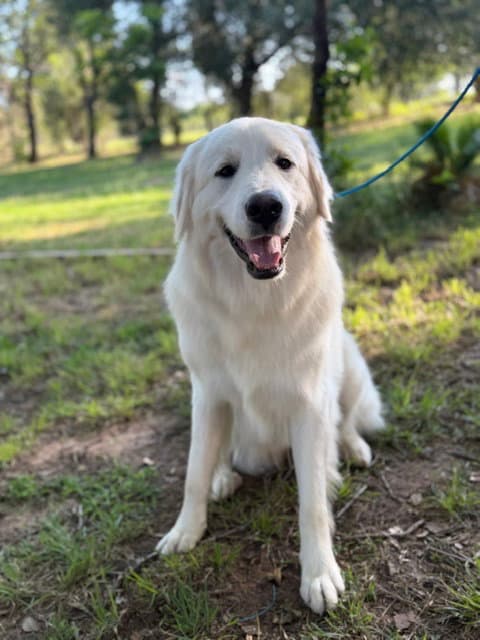 Magnolia Ap - Great Pyrenees