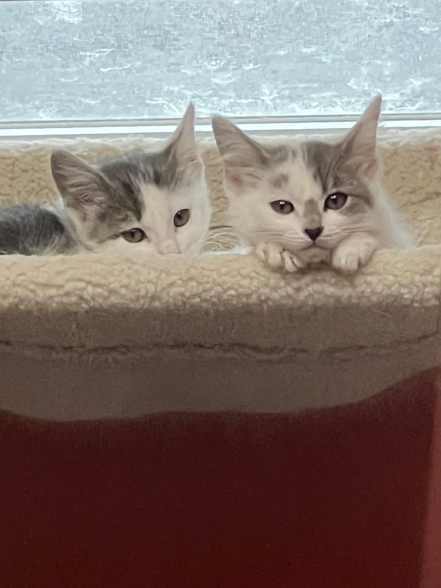Kittens Kittens Kittens - Domestic Medium Hair