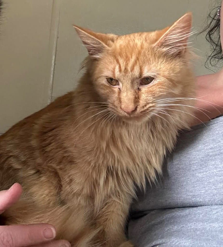 Cinder - Domestic Long Hair