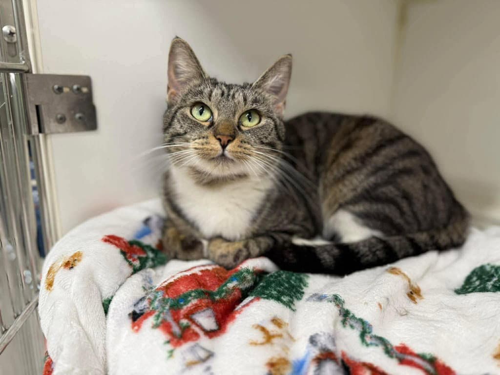 Twinkle Toes - Domestic Short Hair