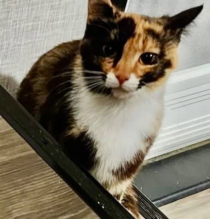Fern - Domestic Short Hair