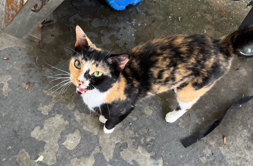 Billie - Domestic Short Hair