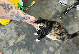 Billie image 3