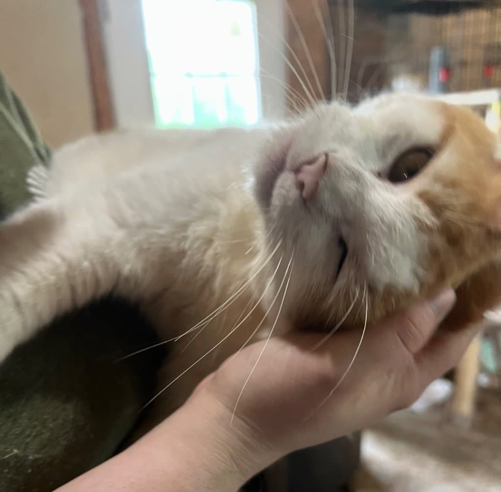 Borris - Domestic Short Hair