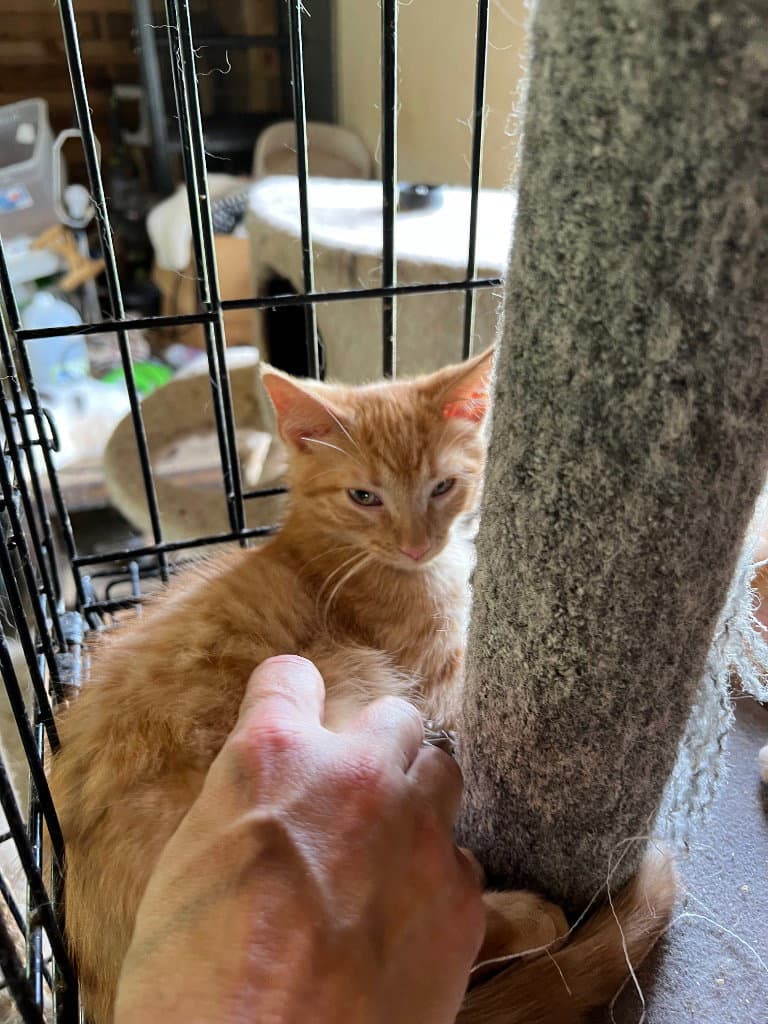 Boone - Domestic Short Hair