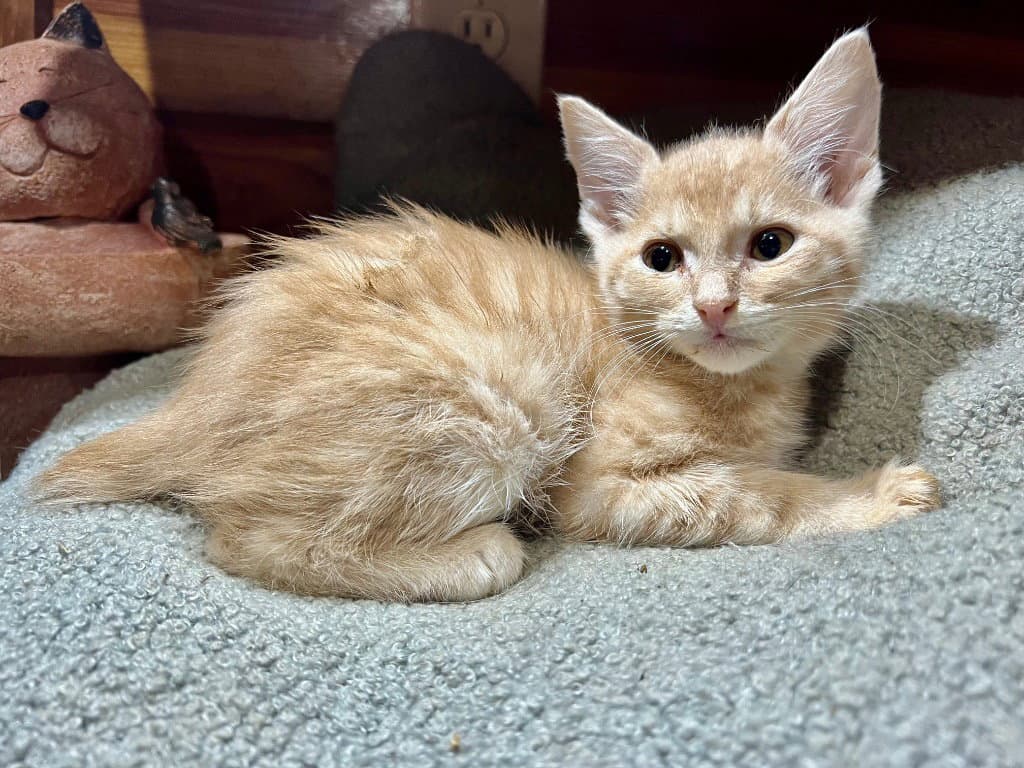 Sequoia - Bobtail