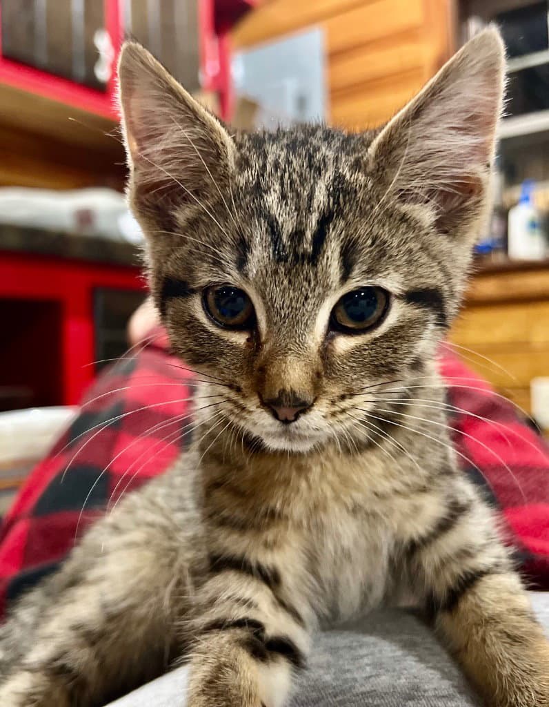 Rocky M - Domestic Short Hair