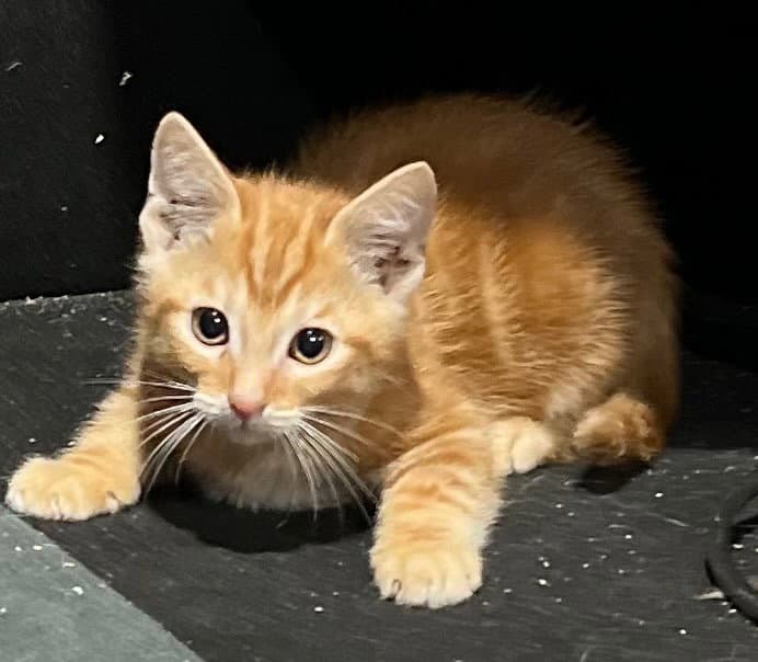 Acadia - Domestic Short Hair
