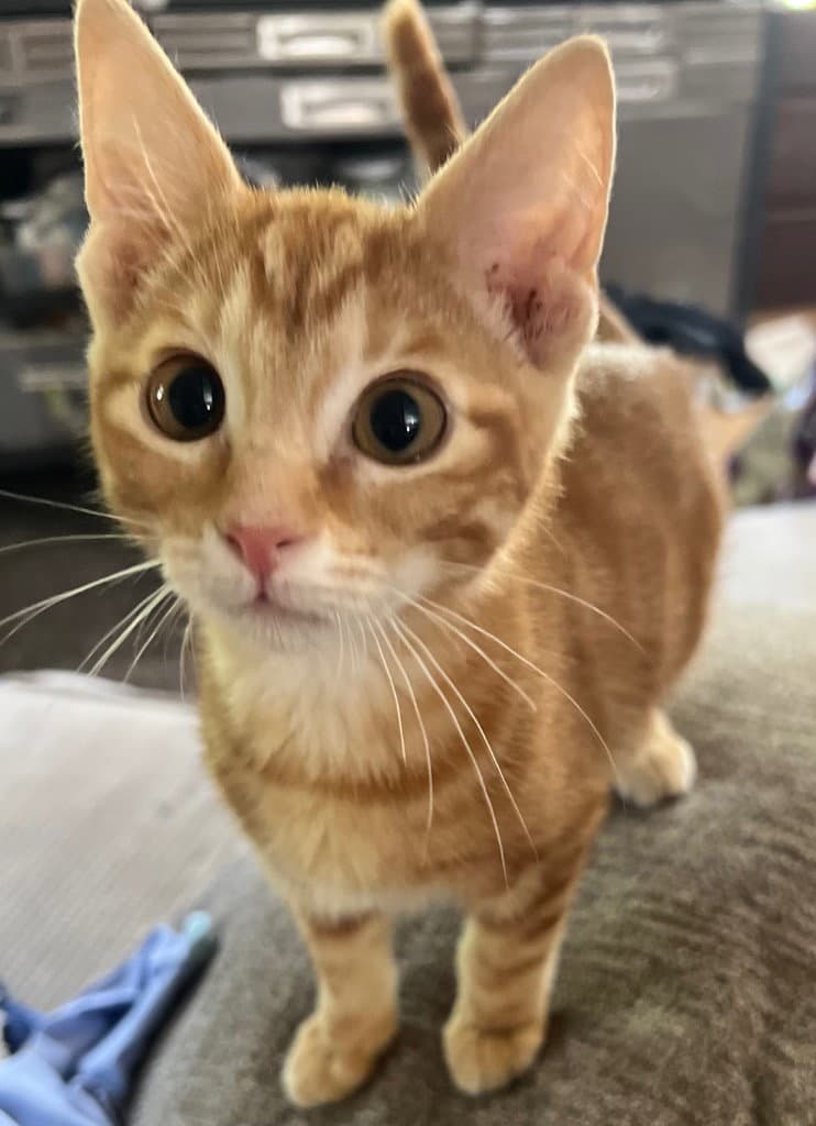Acadia - Domestic Short Hair