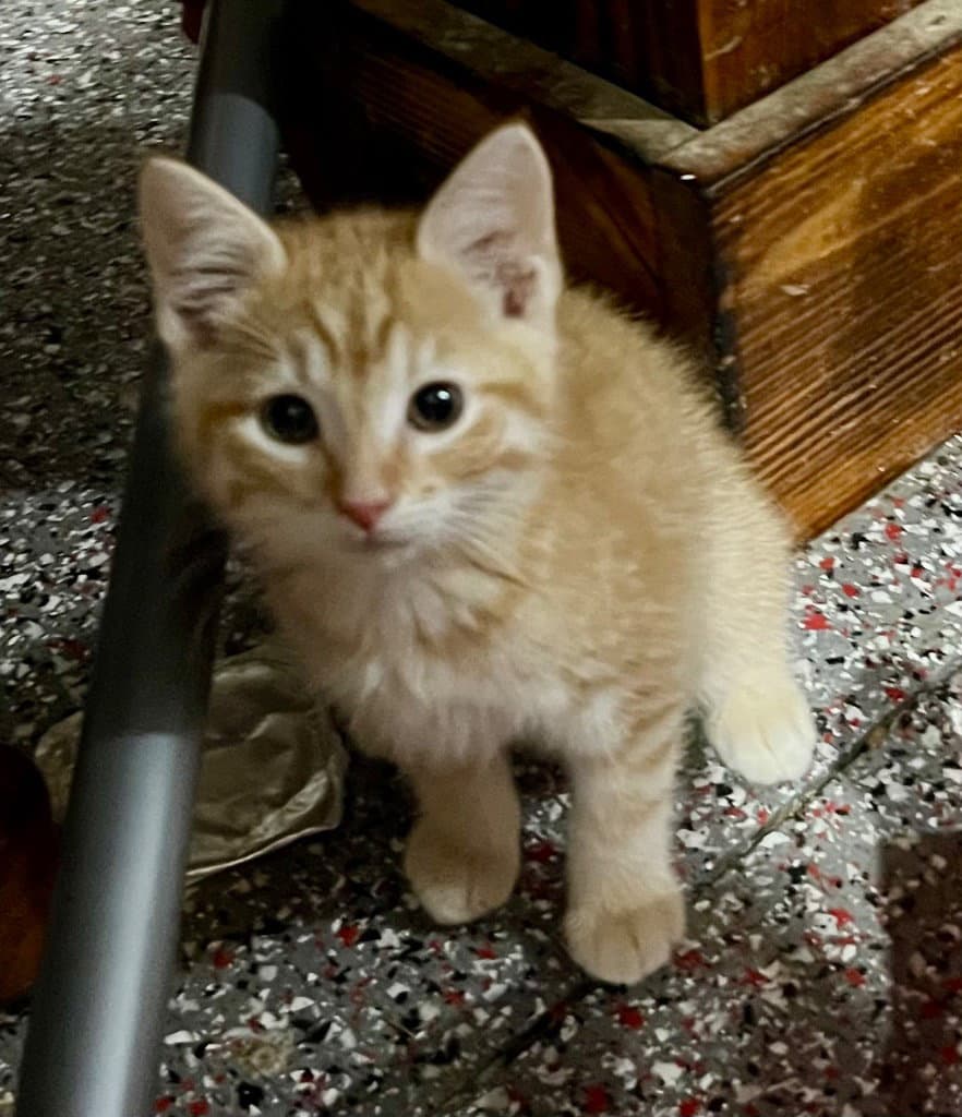 Shenandoah - Domestic Short Hair