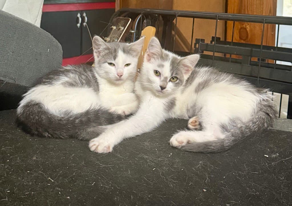Diva And Dolce - Domestic Short Hair