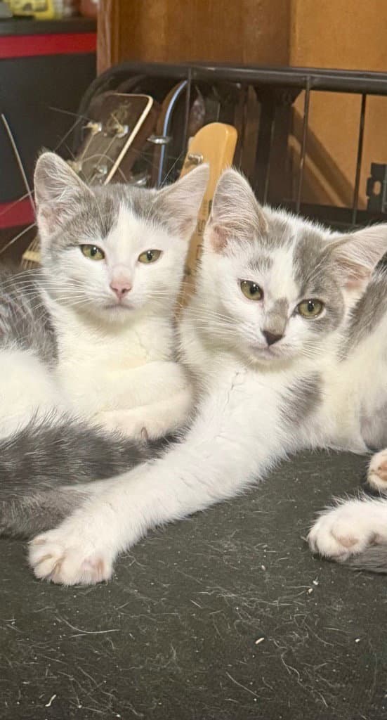 Dolce And Diva - Domestic Short Hair