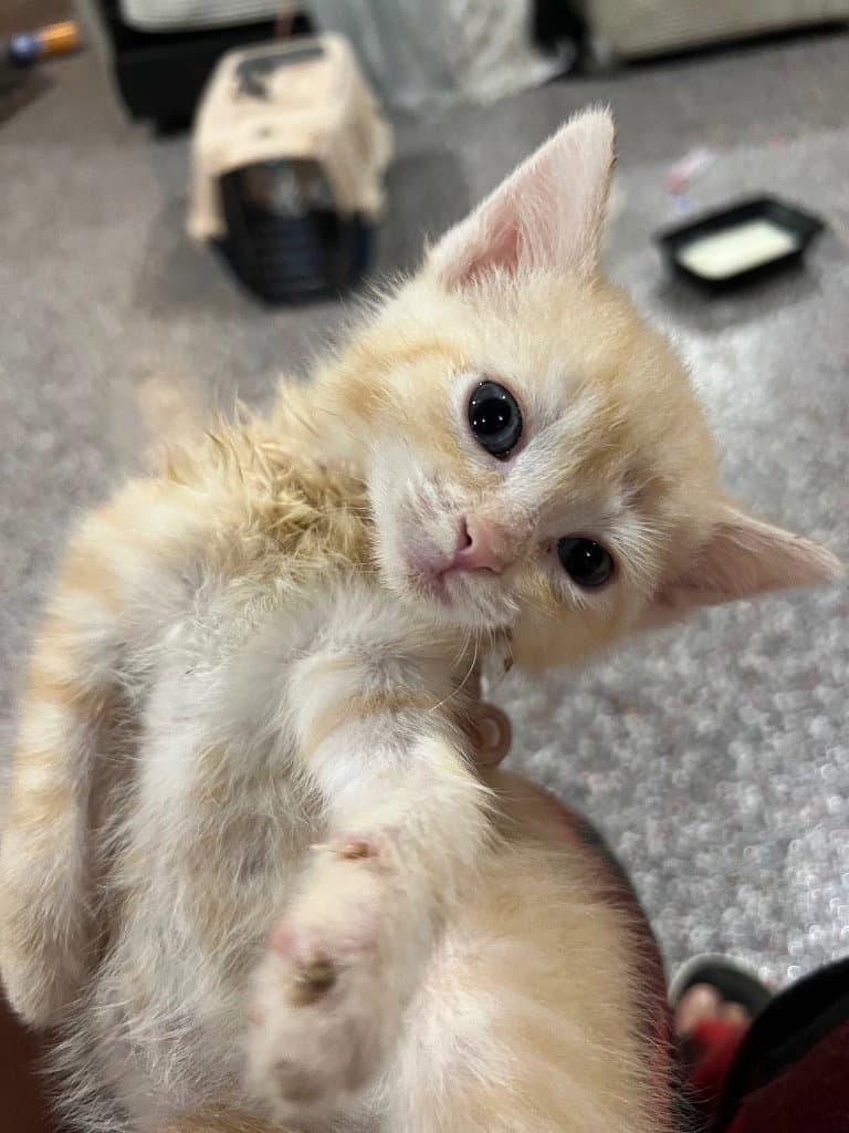 Grayson - Domestic Medium Hair