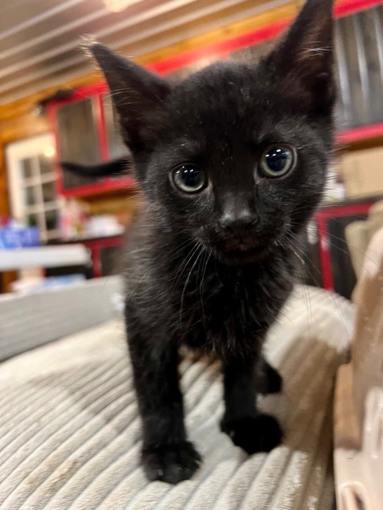 Butler - Domestic Short Hair