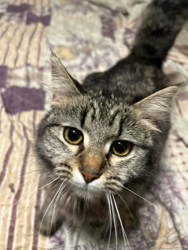 Tic - Domestic Medium Hair