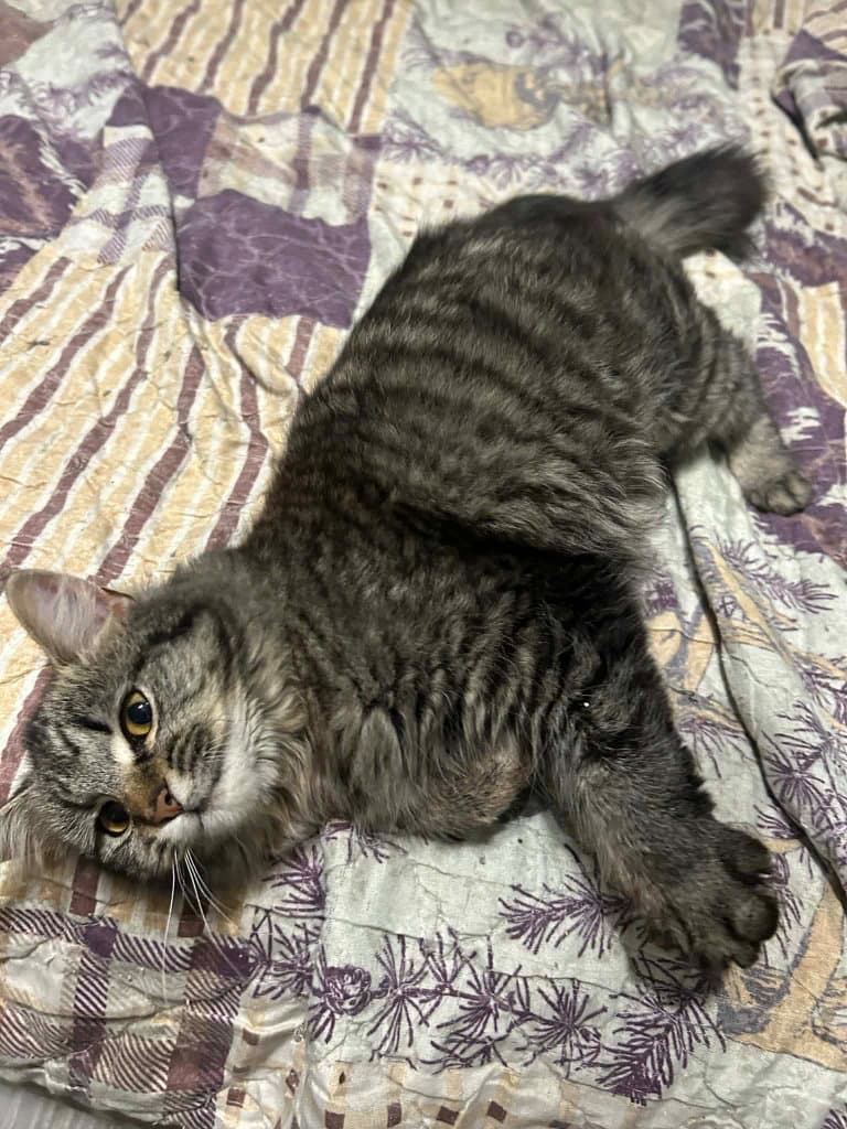 Toe - Domestic Short Hair