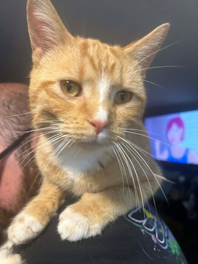 Eric - Domestic Short Hair
