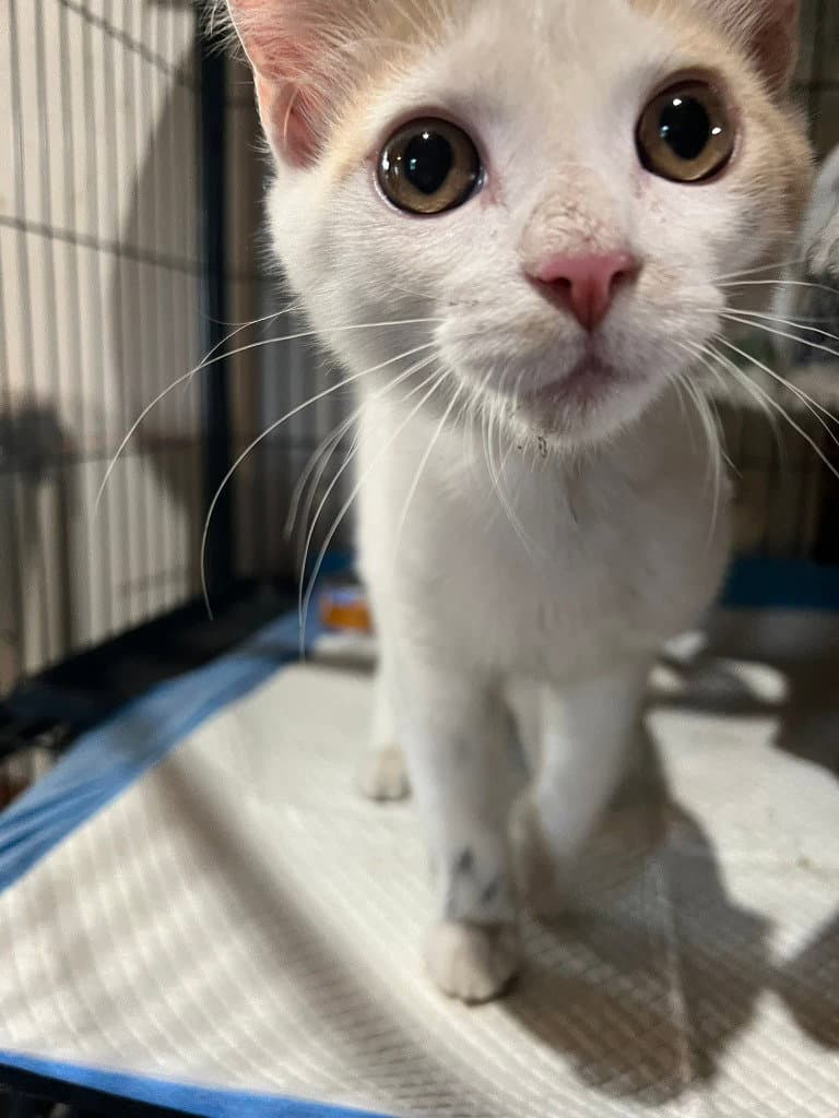 Mozzie - Domestic Short Hair