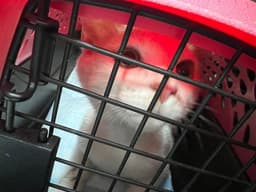 Mozzie image 2