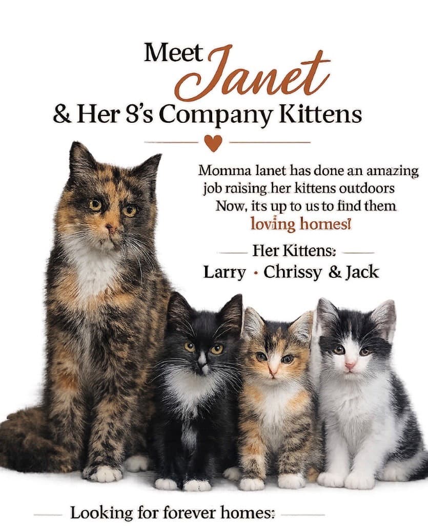 Janet - Domestic Short Hair