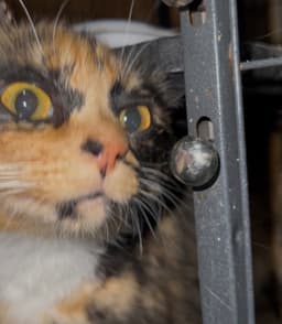 Janet image 2
