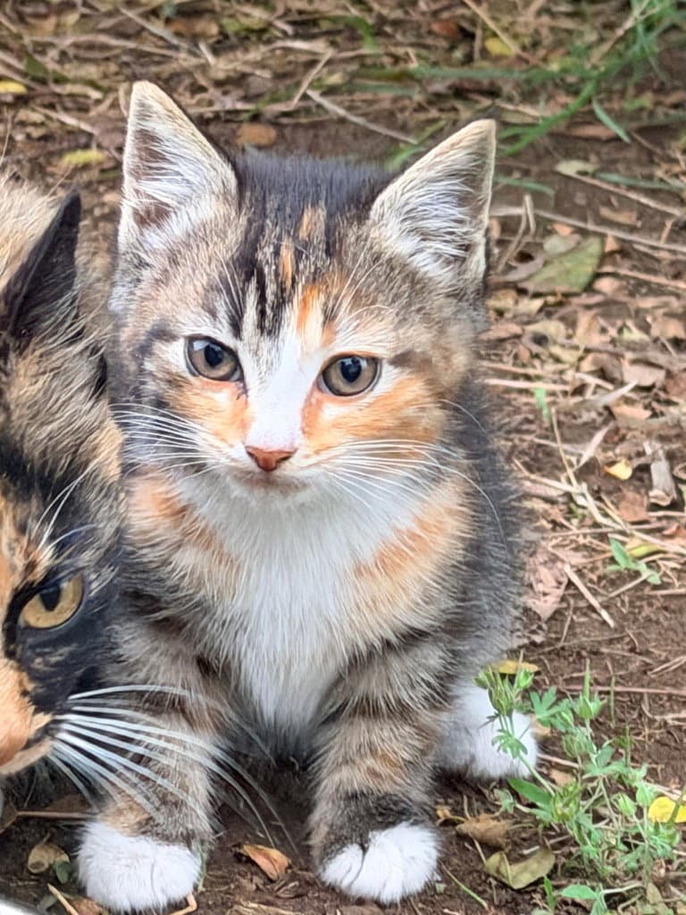Chrissy - Domestic Short Hair