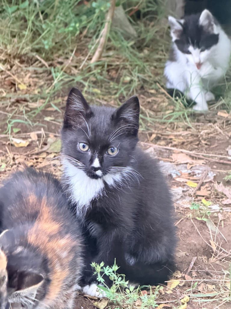 Larry - Domestic Short Hair