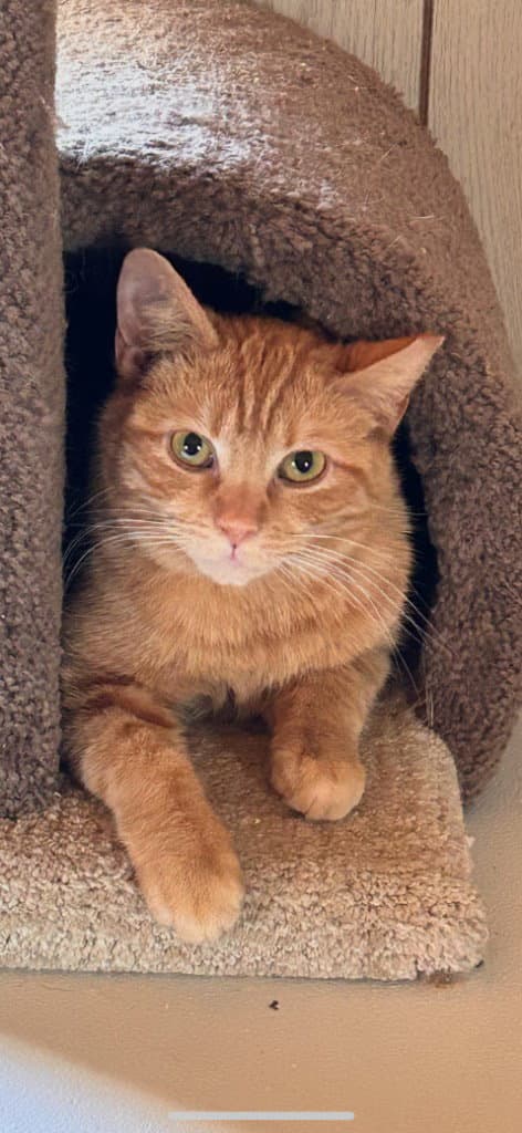 Waltrip - Domestic Short Hair