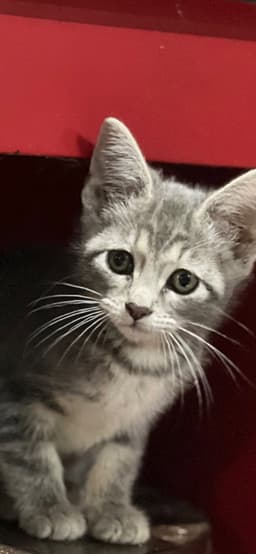 Winnie image 2