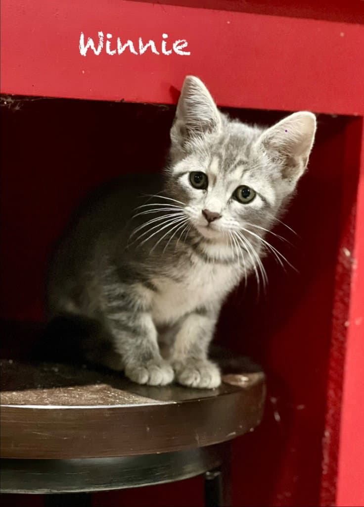 Winnie - Domestic Short Hair