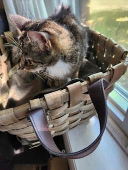 Millie image 1