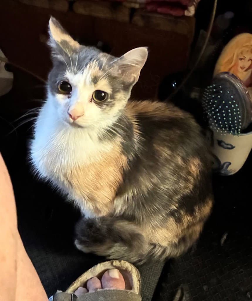 Mojo - Domestic Short Hair